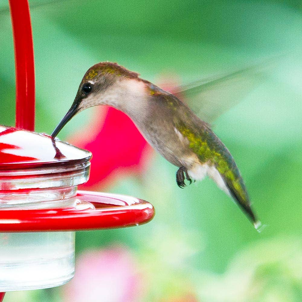 Hummble Bold Hummingbird Feeder Red