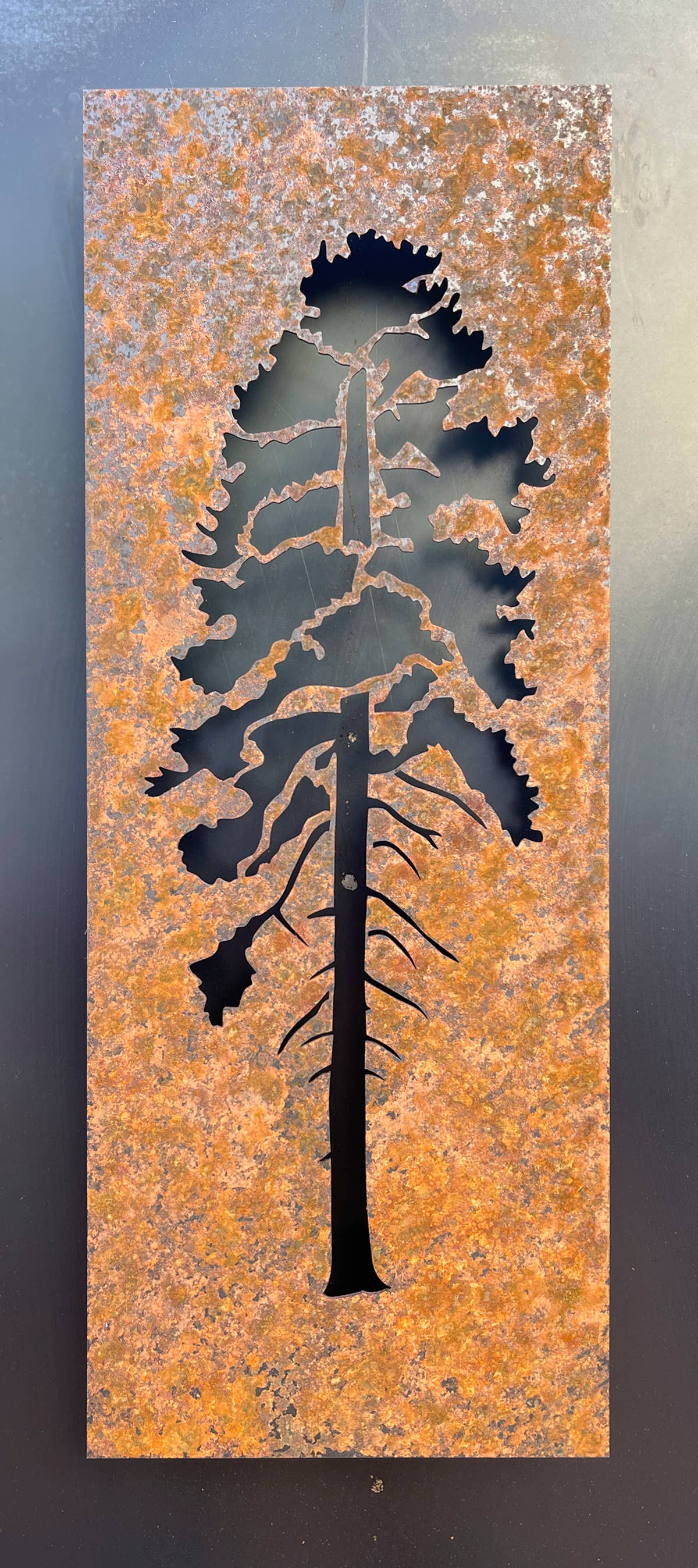 Ponderosa Pine - Medium
