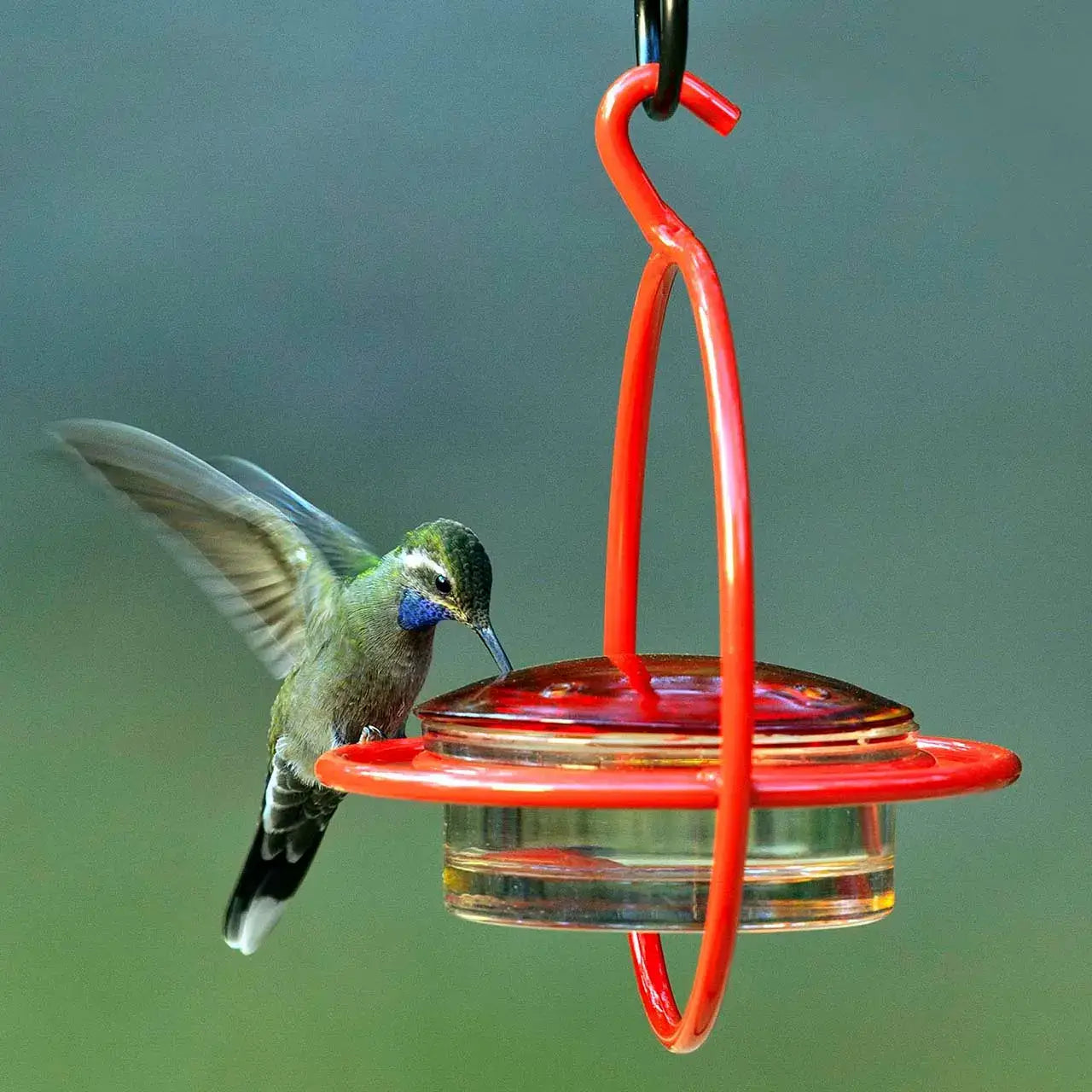 Hummble Bold Hummingbird Feeder Red