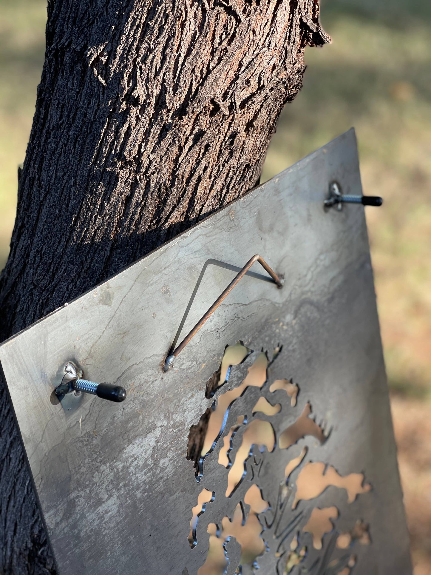 Ponderosa Pine - Medium