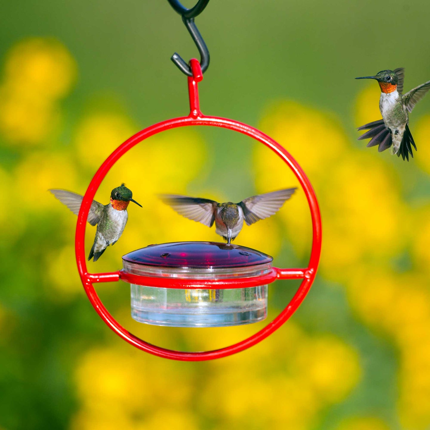 Hummble Bold Hummingbird Feeder Red